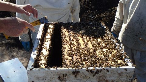 Exploring the Genetics Behind Killer Bees' Defensive Nature