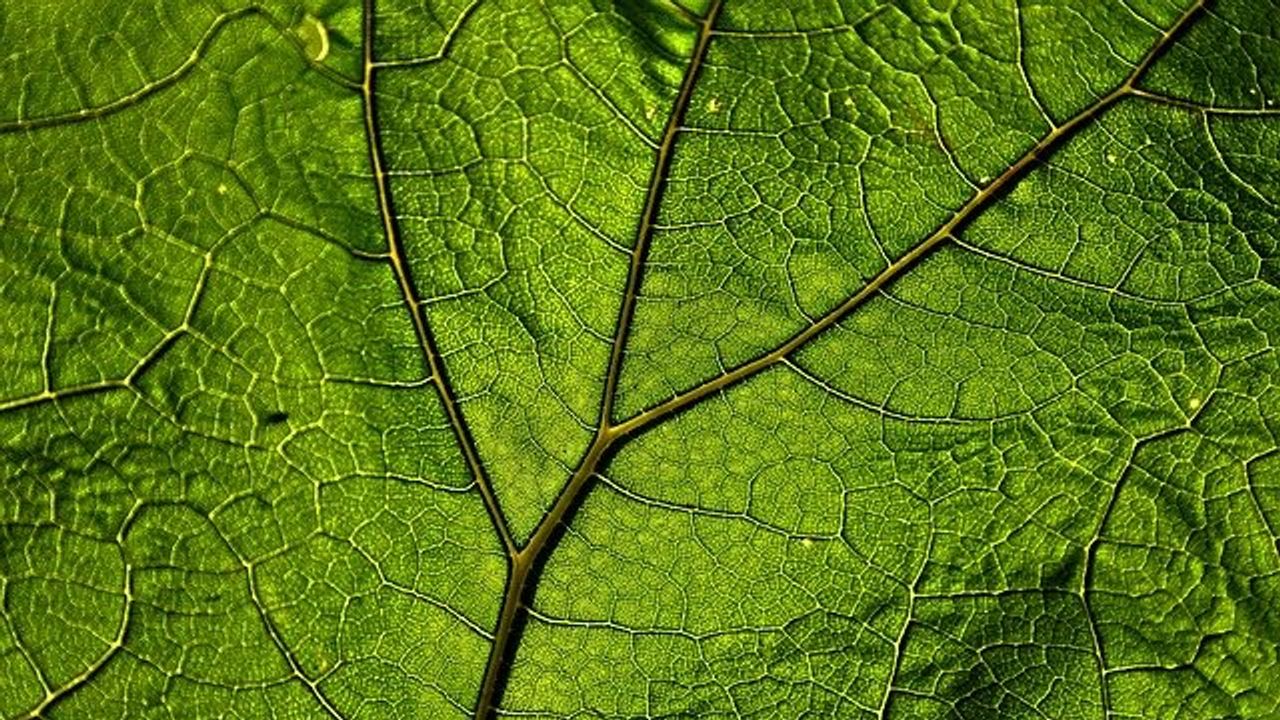 Artificial Leaf Created That Captures 100 Times More Carbon Than Other Systems