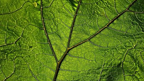 Artificial Leaf Created That Captures 100 Times More Carbon Than Other Systems
