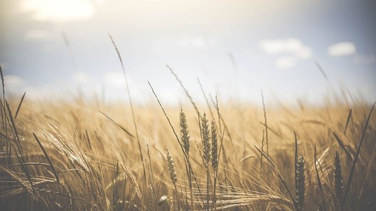 Notion That Rural Air Pollution Is Less Harmful Than Urban Challenged