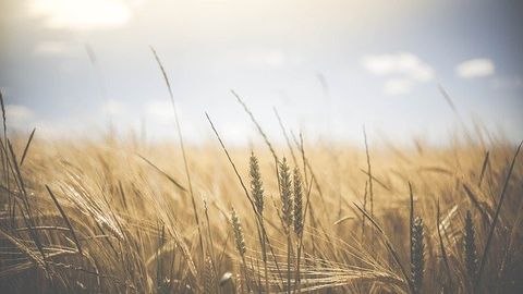 Notion That Rural Air Pollution Is Less Harmful Than Urban Challenged
