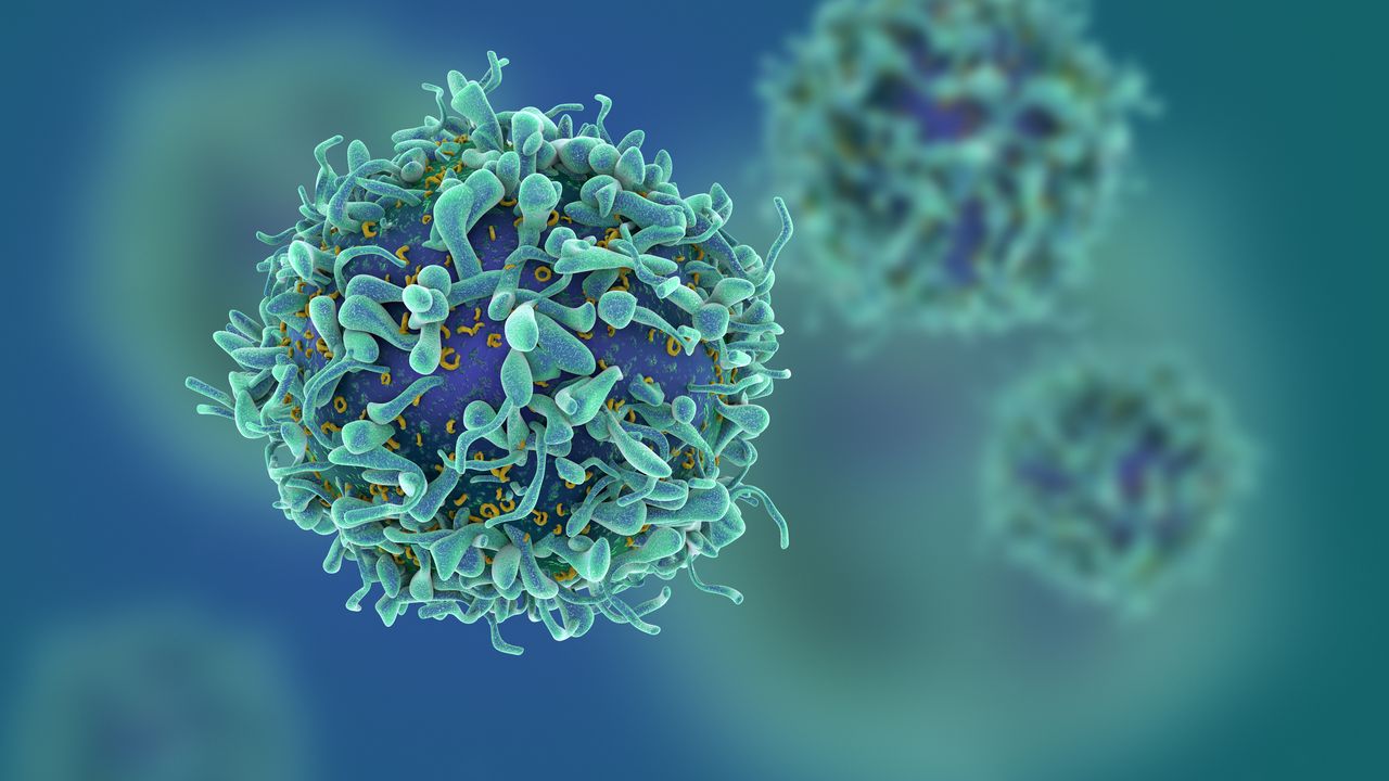 Some Immune Cells Stay in Tissues for Years