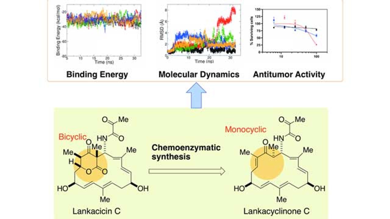 Simplified Antibiotic Could Be Used To Create Anticancer Treatment