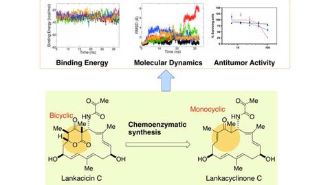 Simplified Antibiotic Could Be Used To Create Anticancer Treatment