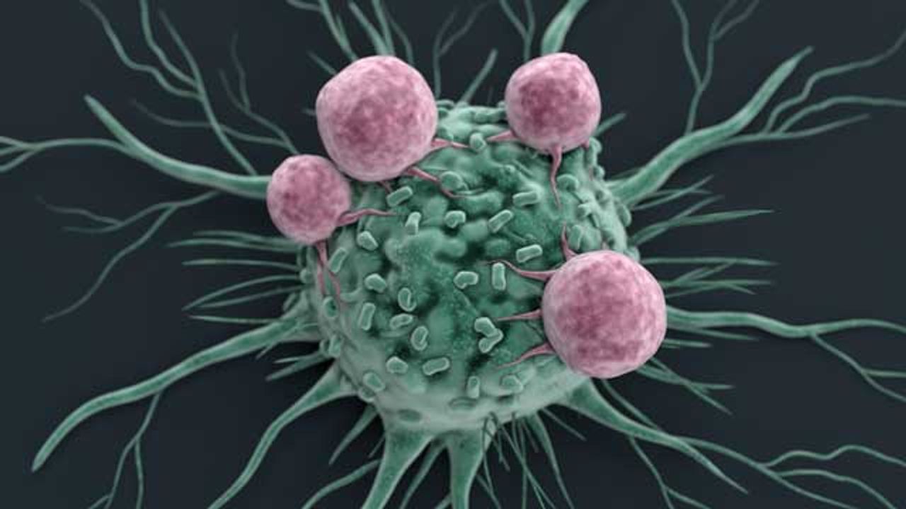 Harnessing the Immune System To Treat Cancer