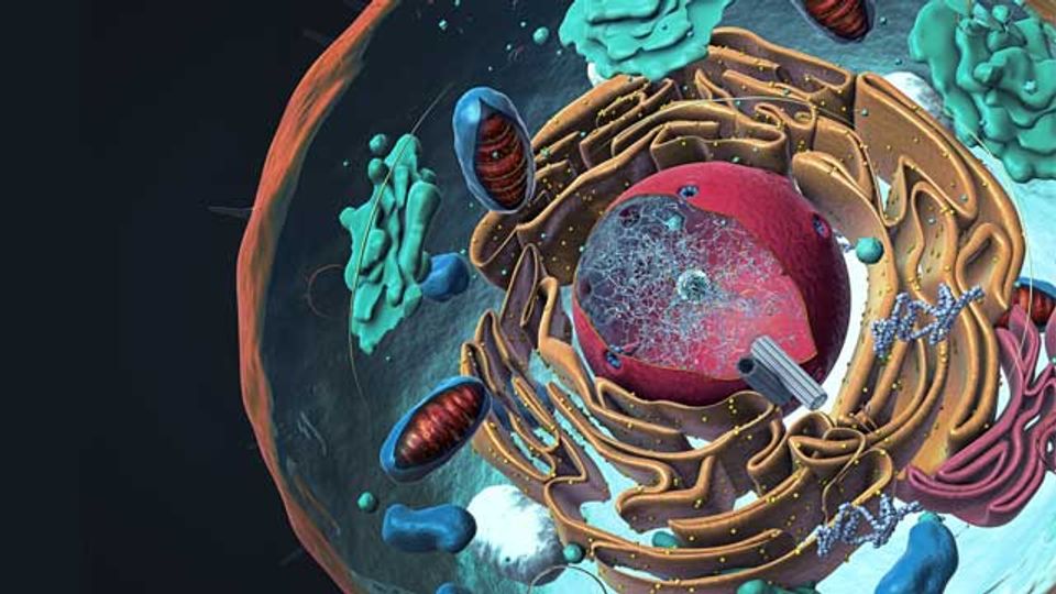 Shuttle Proteins Safeguard the Nuclear Pore content piece image