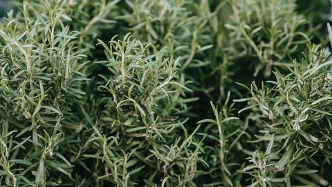 Compound Found in Rosemary Could Be a Two-Pronged Weapon Against SARS-CoV-2