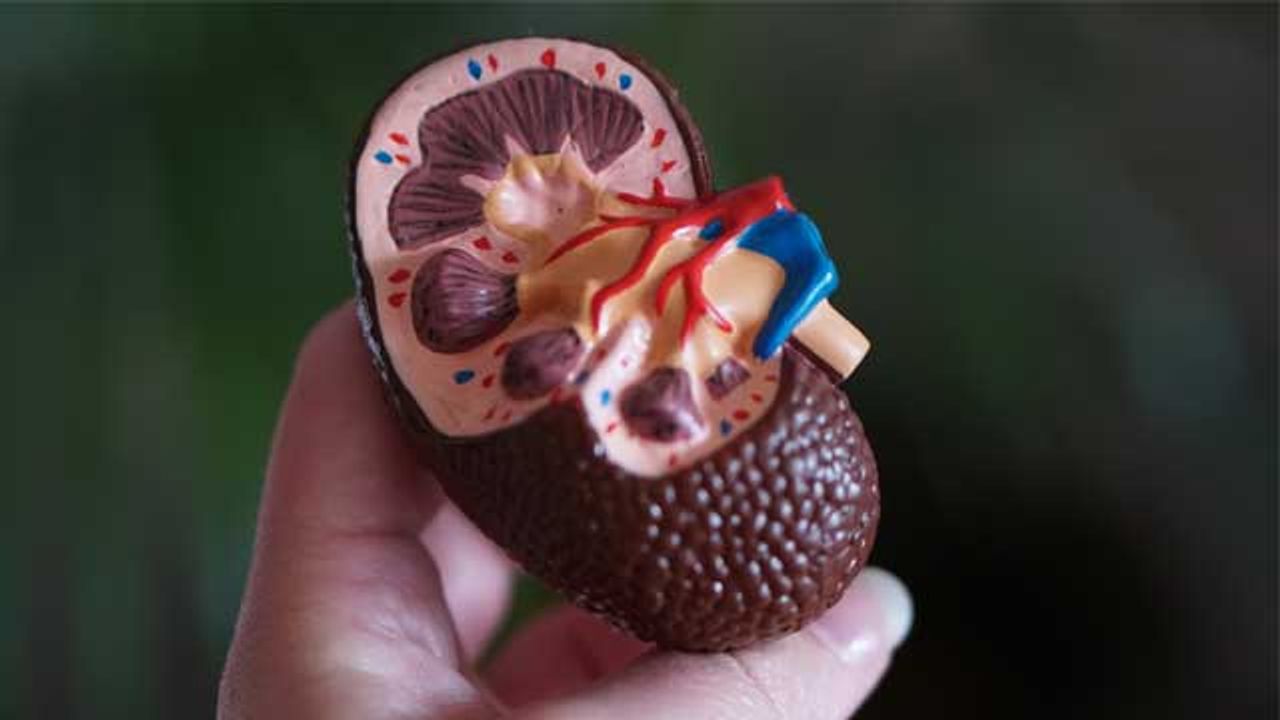 Kidney-Like 3D Tissue Created From Stem Cells