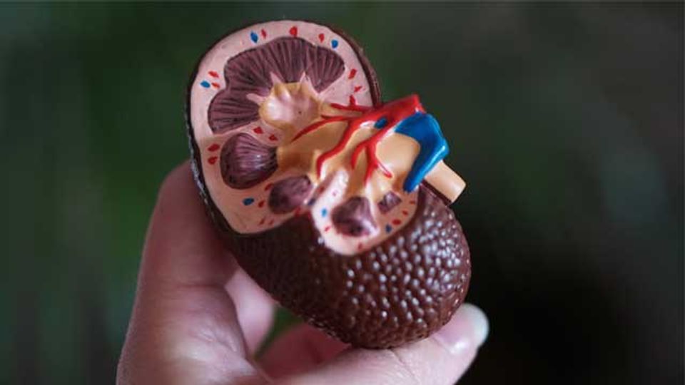 Kidney-Like 3D Tissue Created From Stem Cells content piece image