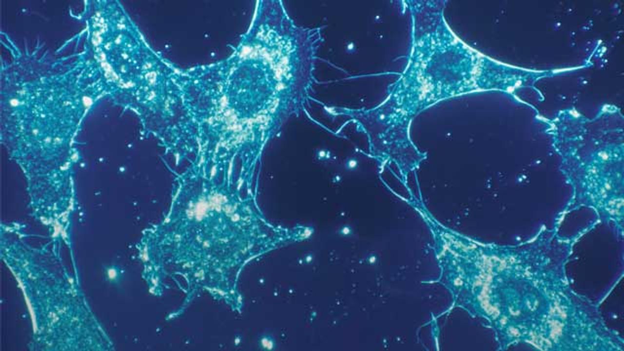 New 3D Model Developed To Investigate Connective Tissue Disorders