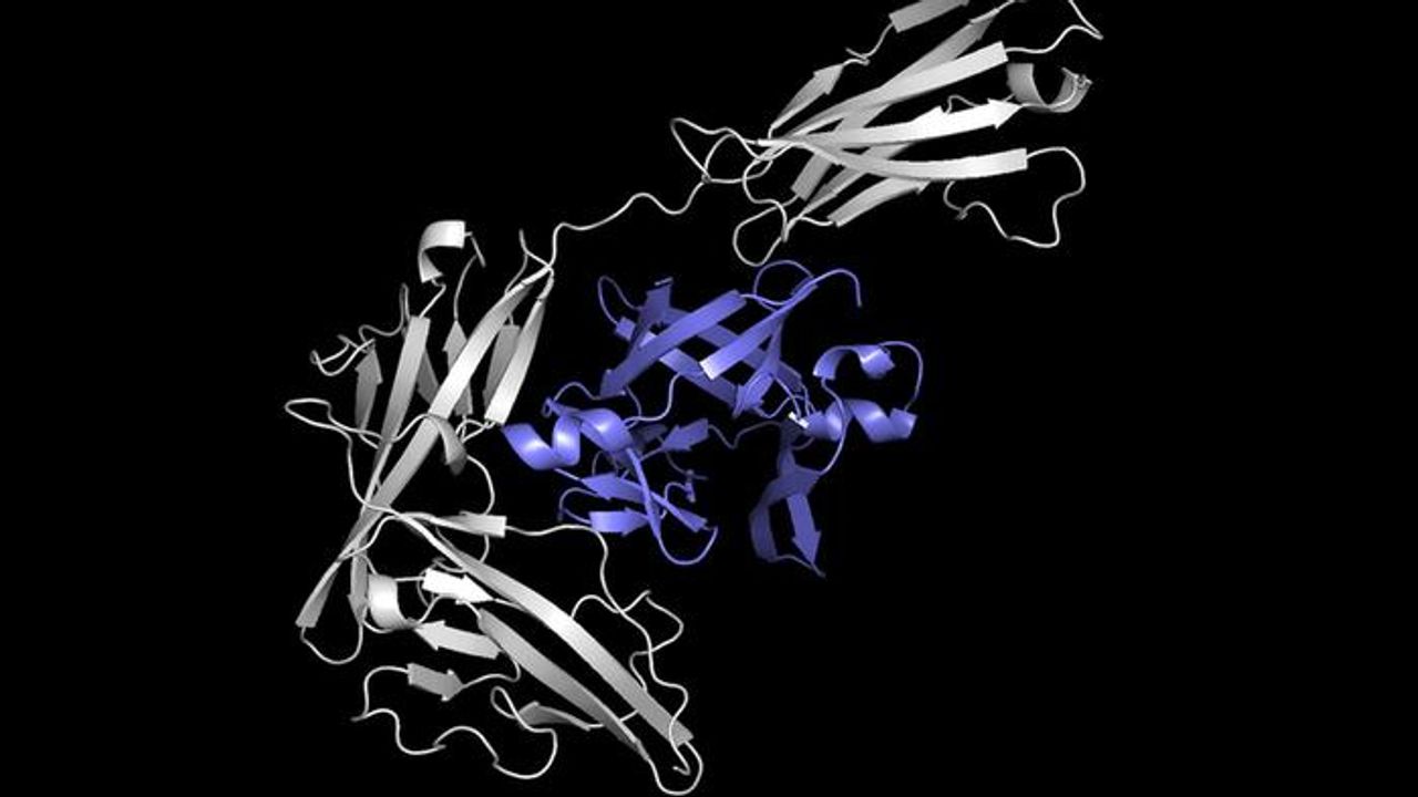 AI System Rapidly Predicts How Two Proteins Will Attach