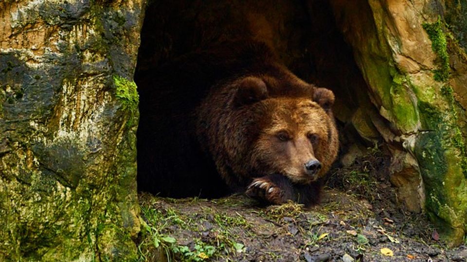 How Is Climate Change Affecting Hibernation? content piece image