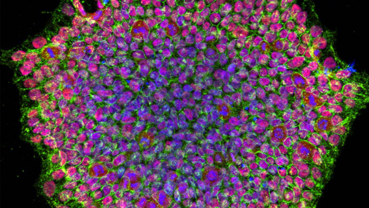 Retinal Pigment Epithelium Monolayer