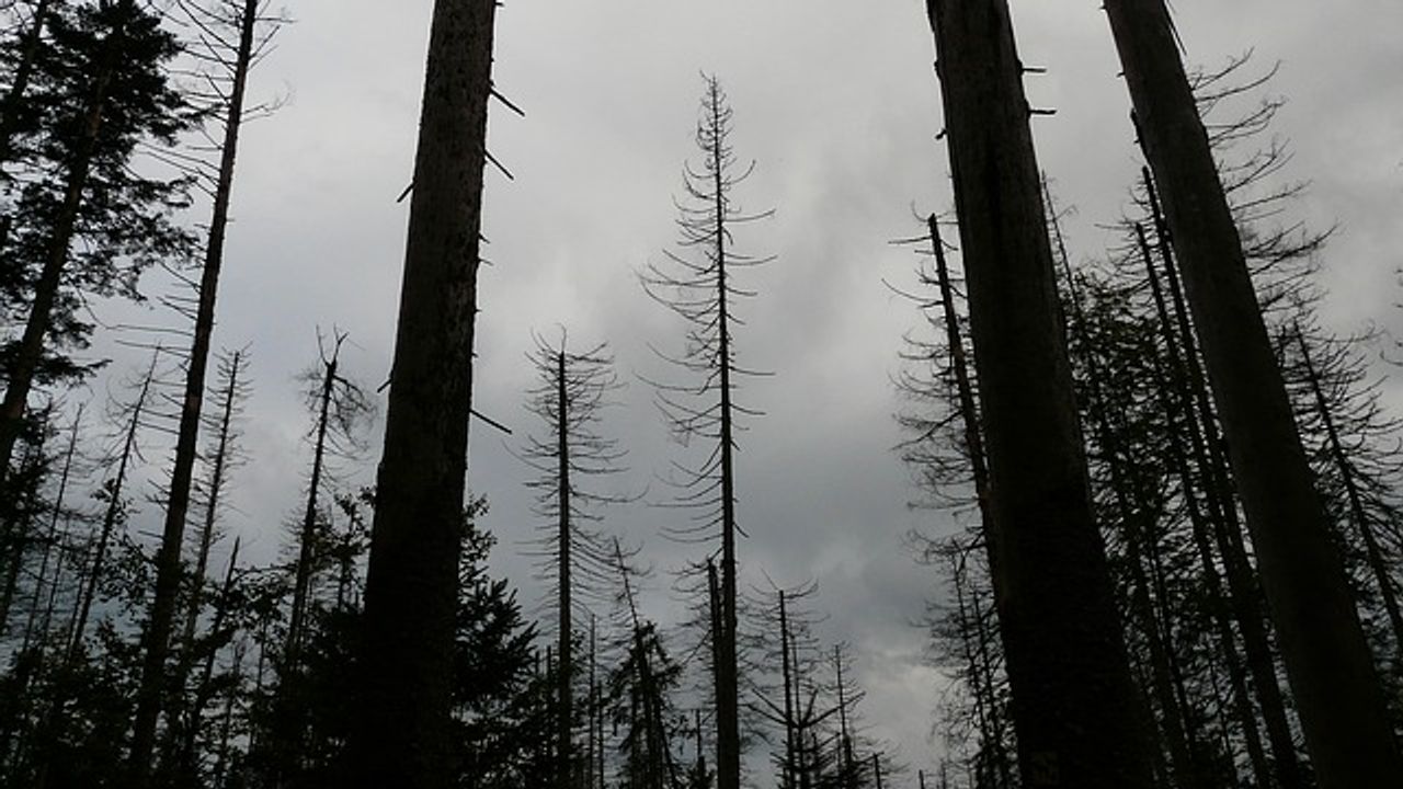 Soil Microbes Responsible for Ghost Forest Tree "Farts"