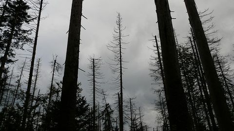 Soil Microbes Responsible for Ghost Forest Tree "Farts"