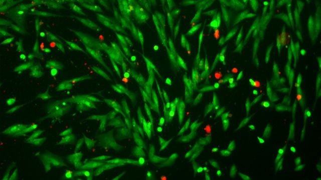 光控药物输送到肿瘤细胞使用Microswimmers内容块的形象