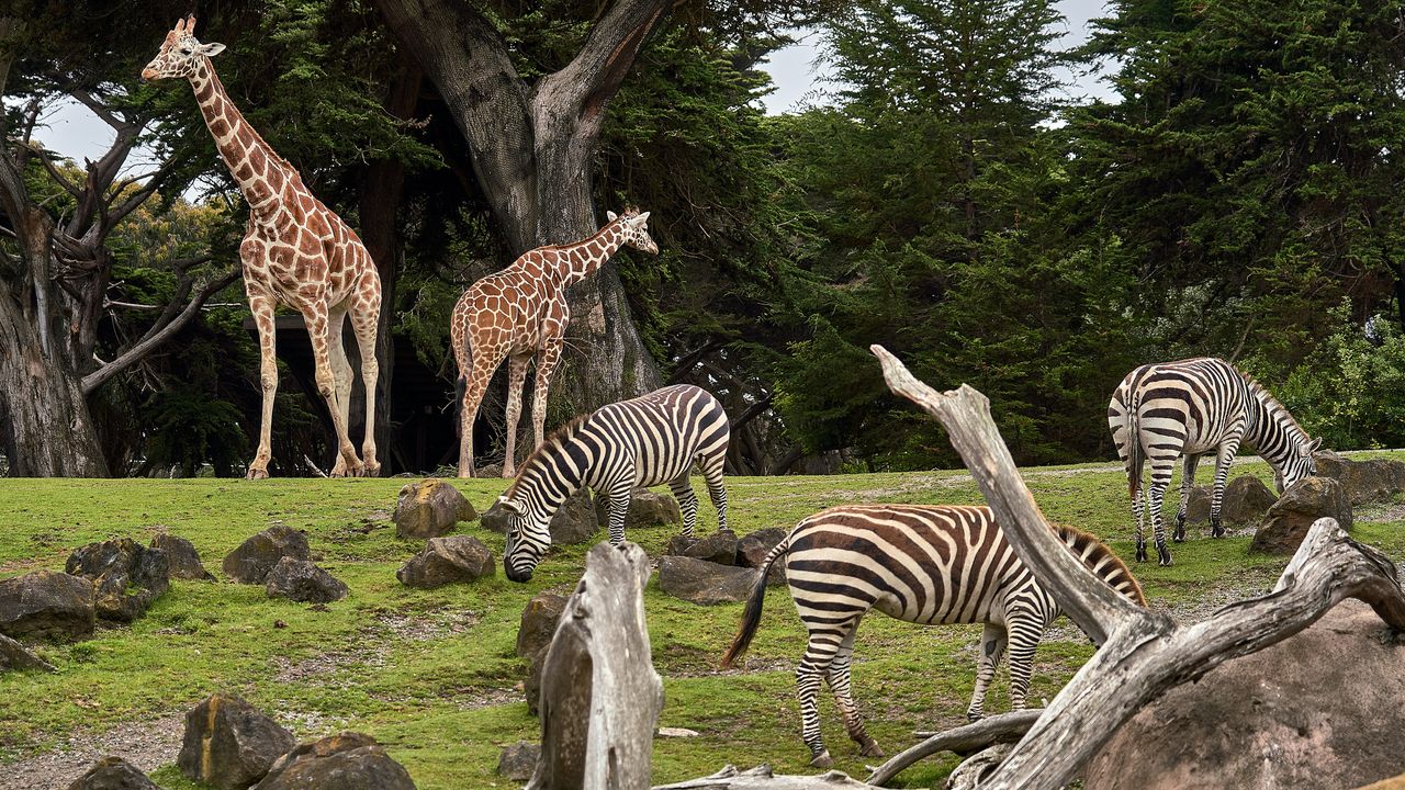 Animal Chromosome Units Have Remained Constant for Over 600 Million Years