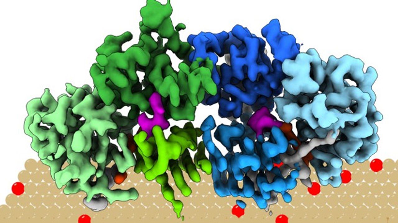 Regulator Protein’s Structure Revealed in 3D
