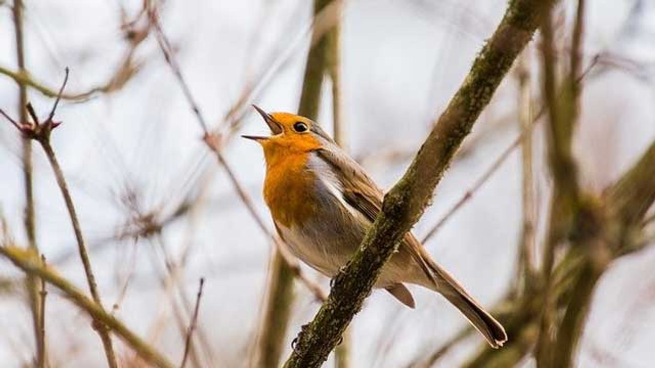 Time Differences in the Bird Brain Help Identify Sounds' Location