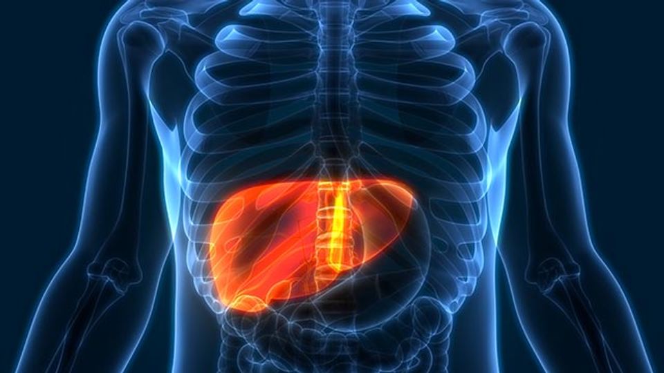 Cutting Off Liver Cancer’s Energy Supply content piece image