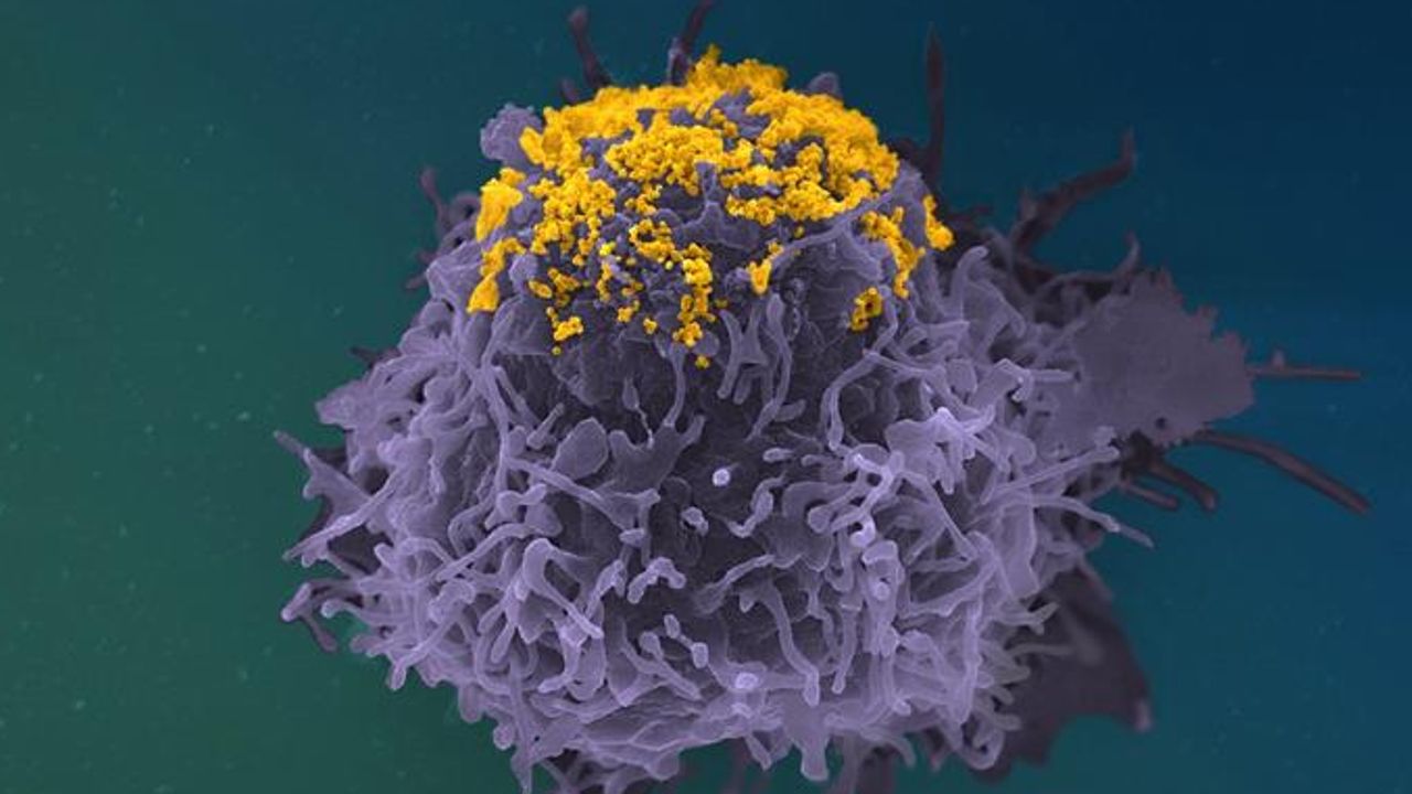 Previously Unknown Function of Anti-HIV-1 Antibodies Discovered
