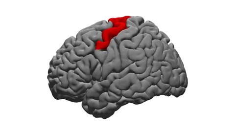 Brain Area Helps the Brain Communicate Meaning Through Voice