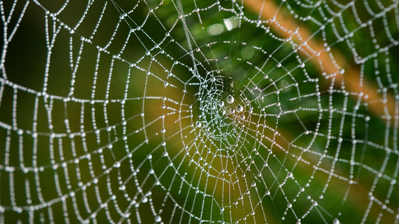 Spider Silk Could Help To Regrow Damaged Nerves