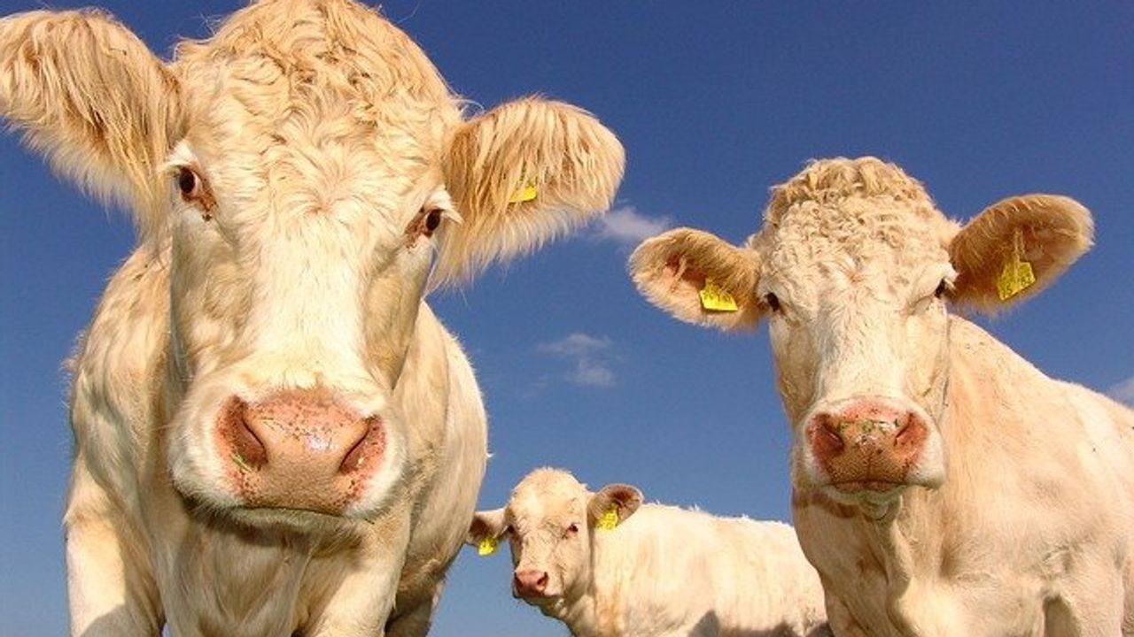 Phasing Out Animal Agriculture Could Stabilize Climate Change