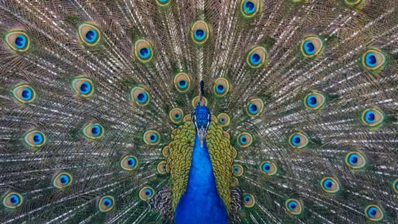 Toxic Pigments Could Be Replaced by Nature's Own Colors