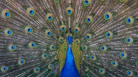 Toxic Pigments Could Be Replaced by Nature's Own Colors