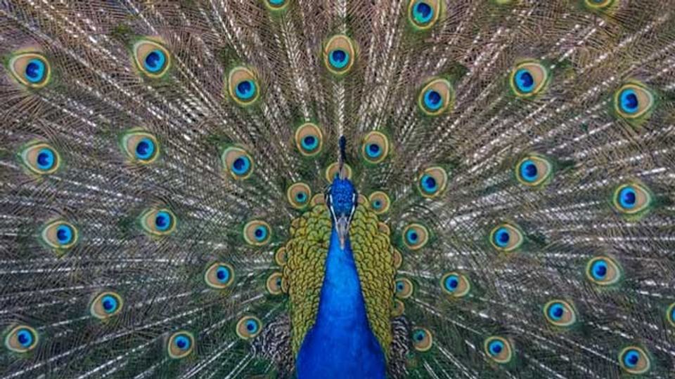 Toxic Pigments Could Be Replaced by Nature's Own Colors content piece image