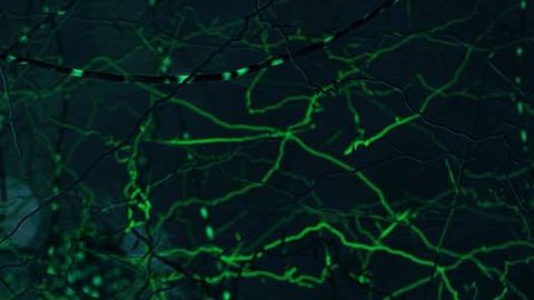 Reshaping the Lipid Landscape: Using High-Resolution Ion Mobility To Untangle the Lipidome Reshaping the Lipid Landscape: Using High-Resolution Ion Mobility To Untangle the Lipidome
