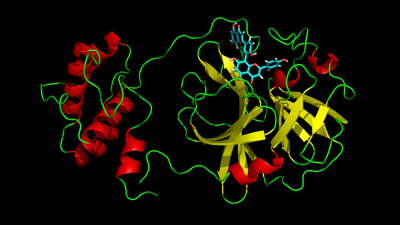 Natural Compounds That Inhibit SARS-CoV-2 Discovered Using Virtual Screening