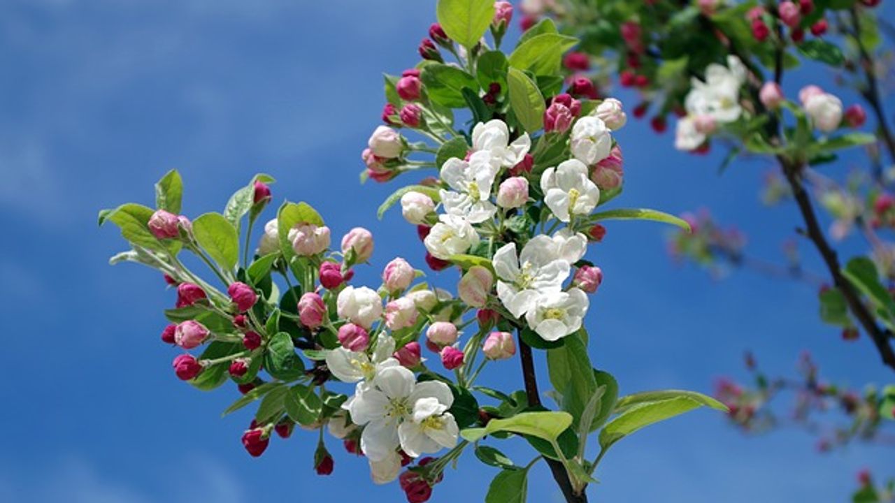 Plants Flowering a Month Earlier in UK Due to Warming Climate