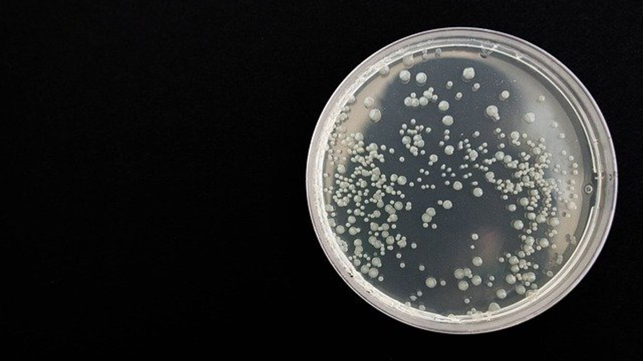 New Research Paves Way for Tools To Target Superbug
