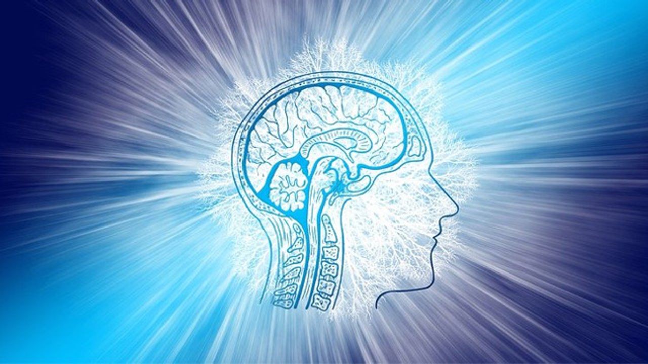 Genetic Atlases Reveal New Landscapes in Brain Structure