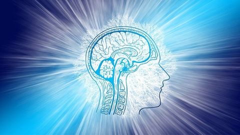 Genetic Atlases Reveal New Landscapes in Brain Structure