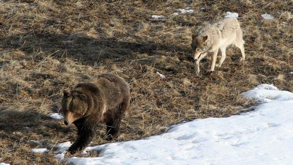 Yellowstone Wolves Lose the Thrill of the Hunt When Bears Are Around content piece image