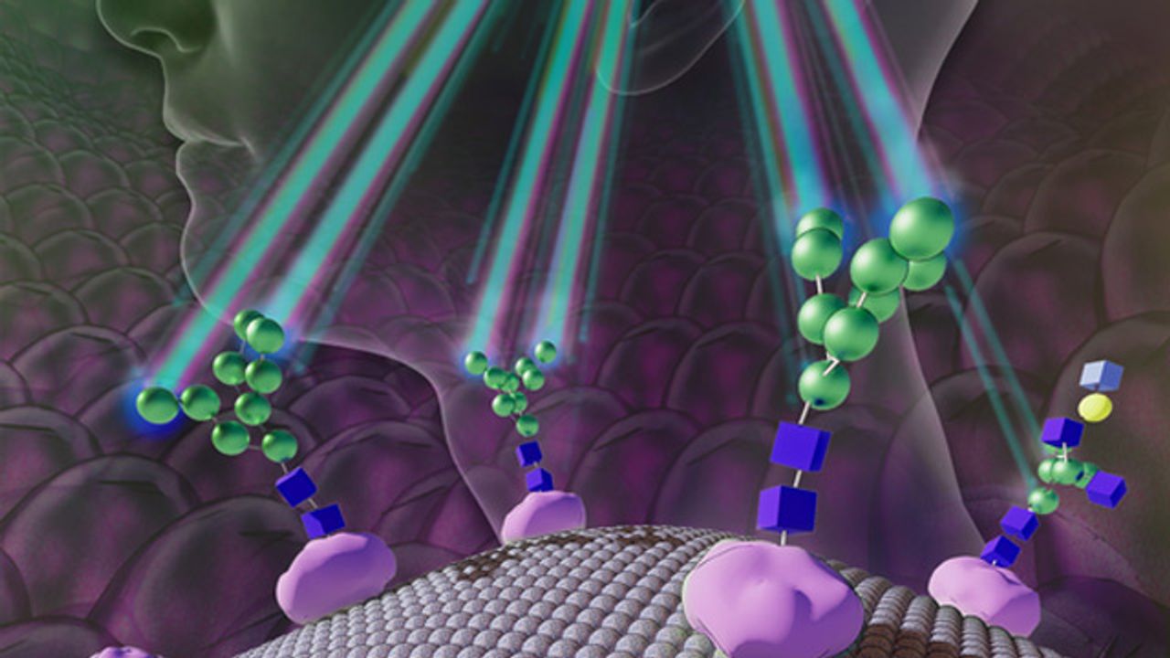 Sugar Molecules Can Be Used To Track Stem Cells