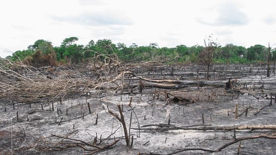 Genetically Modified Crops Could Reduce Greenhouse Gas Emissions content piece image