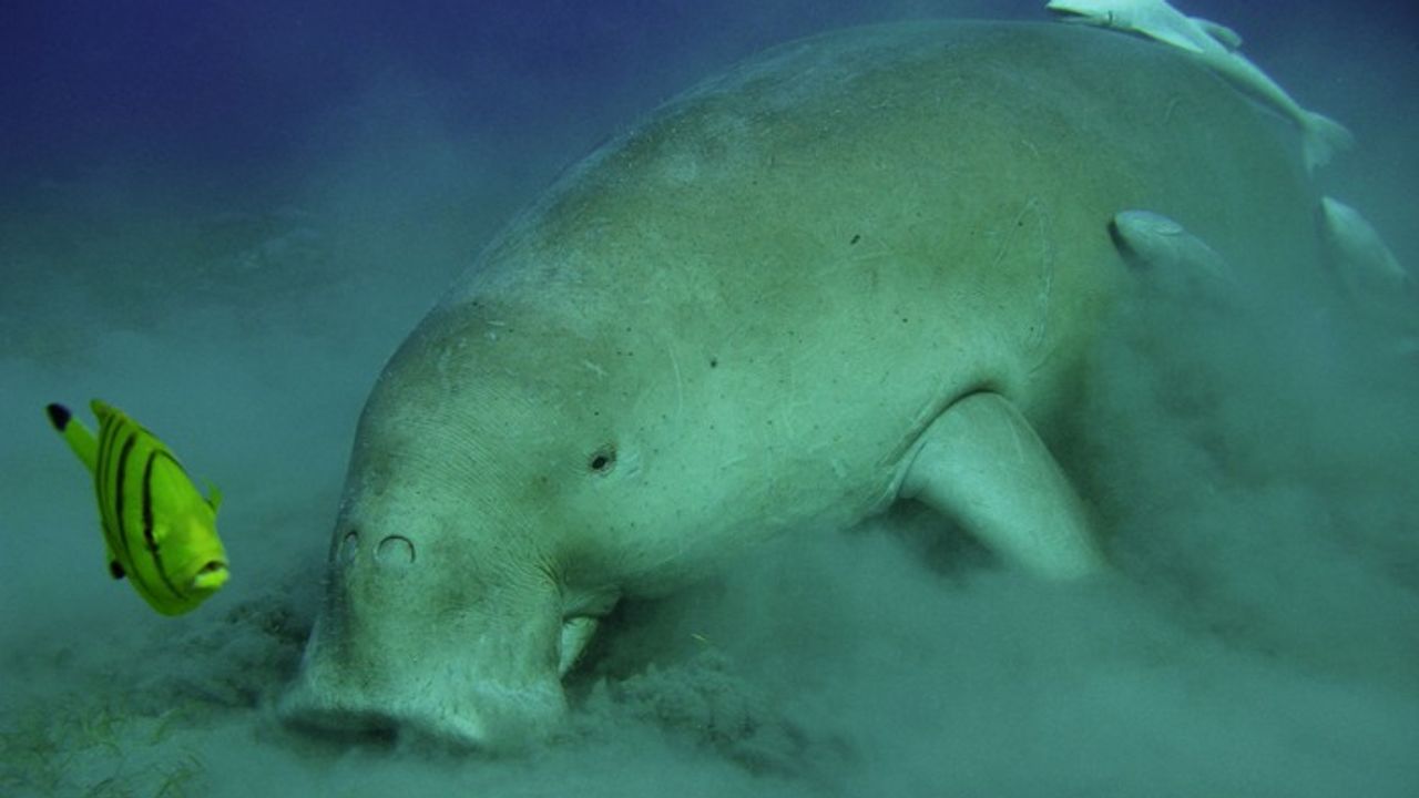 Stellar’s Sea Cow Genome Decoded