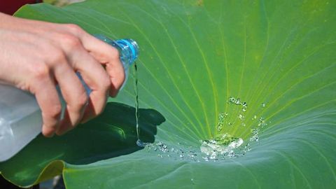 Lotus Leaf-Inspired Self-Cleaning Bioplastic Created