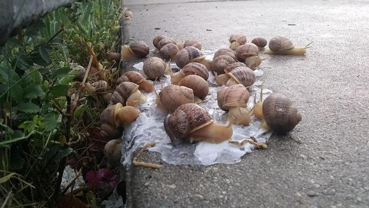 Who's Responsible for All the Roadside Rubbish?