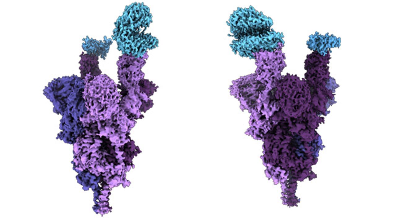 Omicron Variant Spike Protein