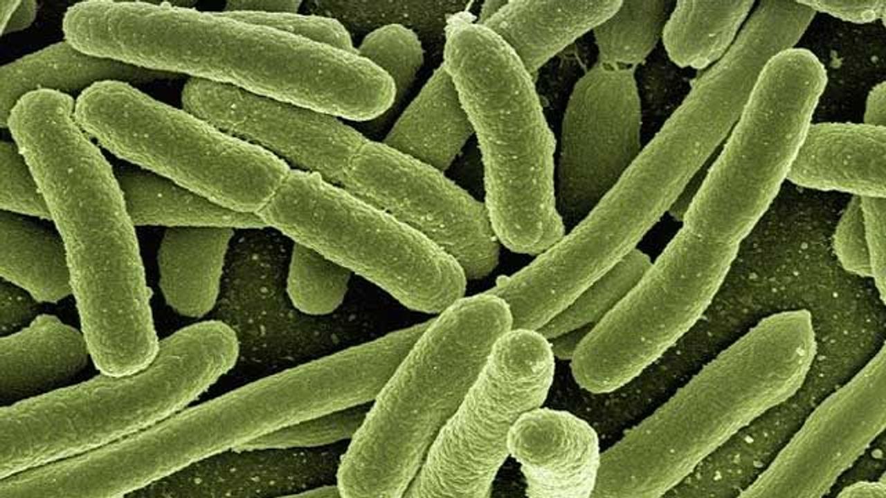 Sophisticated "Hack" Allows Intracellular Bacteria To Evade the Immune Response