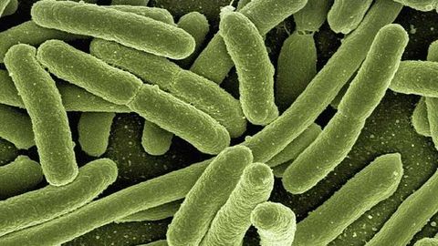 Sophisticated "Hack" Allows Intracellular Bacteria To Evade the Immune Response