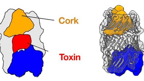 "Corked" Capsule Contains Bacteria's Hidden Weapon