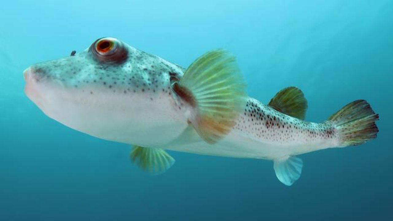 Insights on Pufferfish Evolution From Its Genome