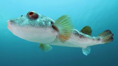 Insights on Pufferfish Evolution From Its Genome