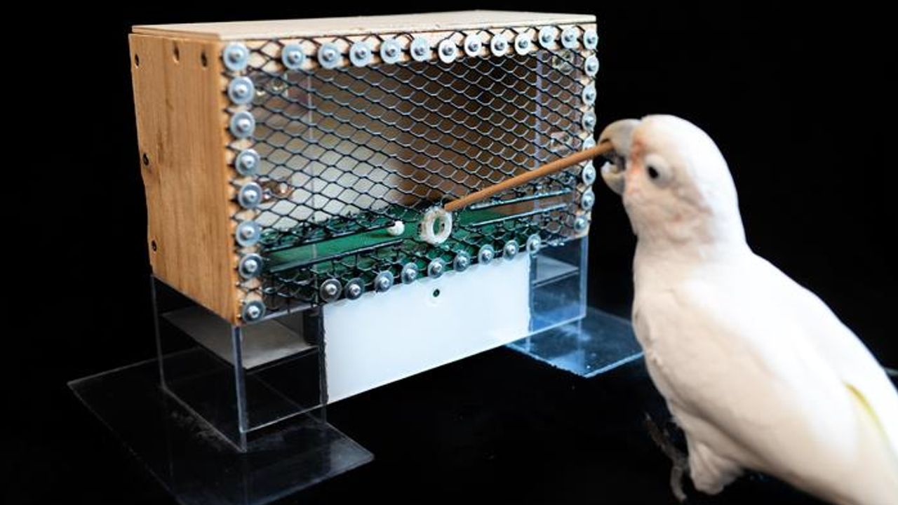 Golfing Cockatoos Show They Can Outperform a 7-Year-Old